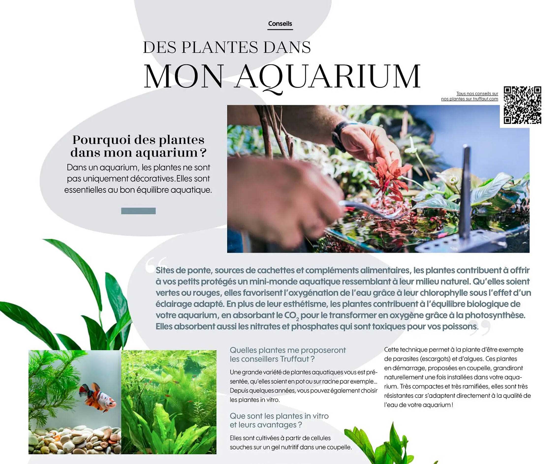 des plantes dans mon aquarium