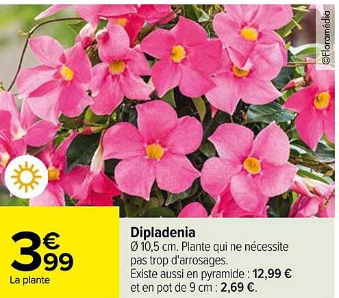Dipladenia
