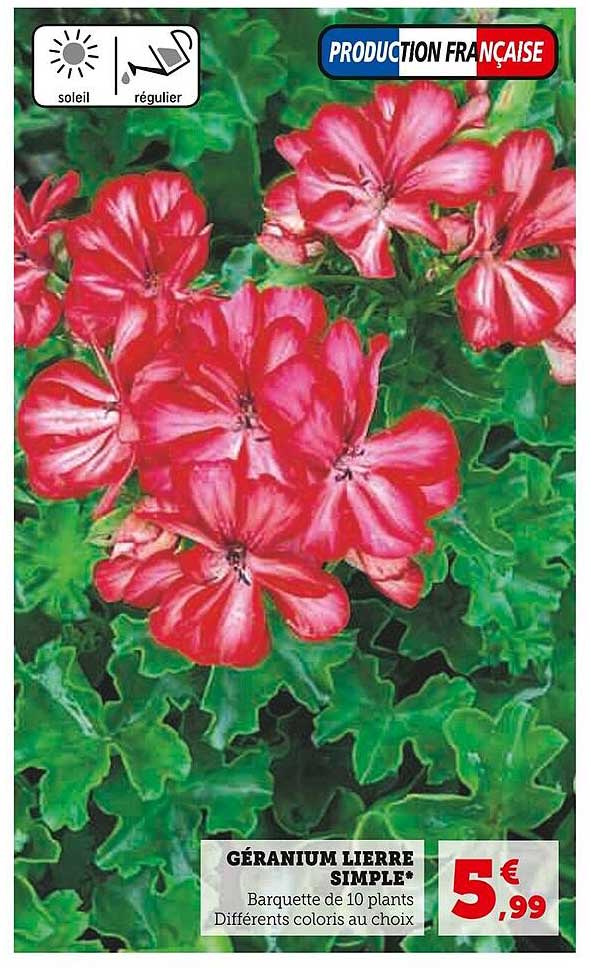 géranium lierre simple