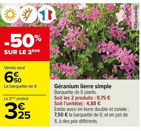 géranium lierre simple