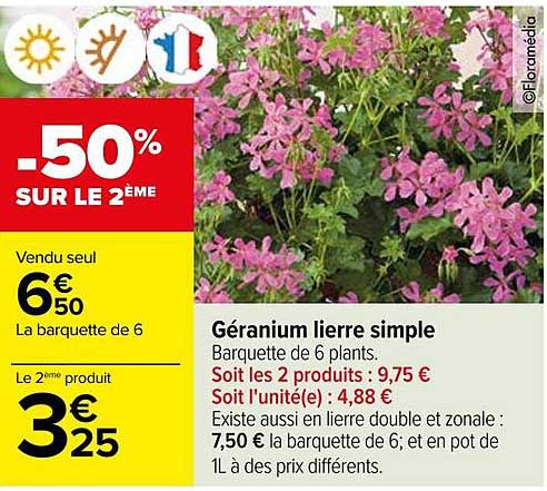 géranium lierre simple