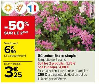 géranium lierre simple