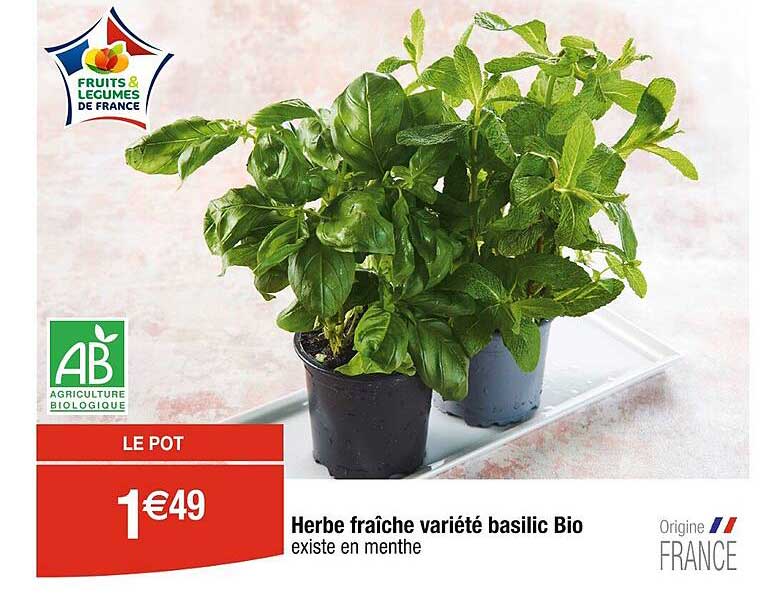 herbe fraîche variété basilic bio