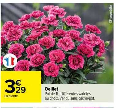 Oeillet