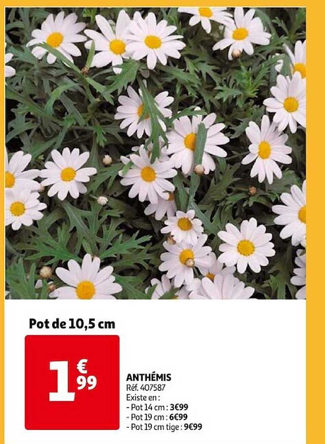 anthémis