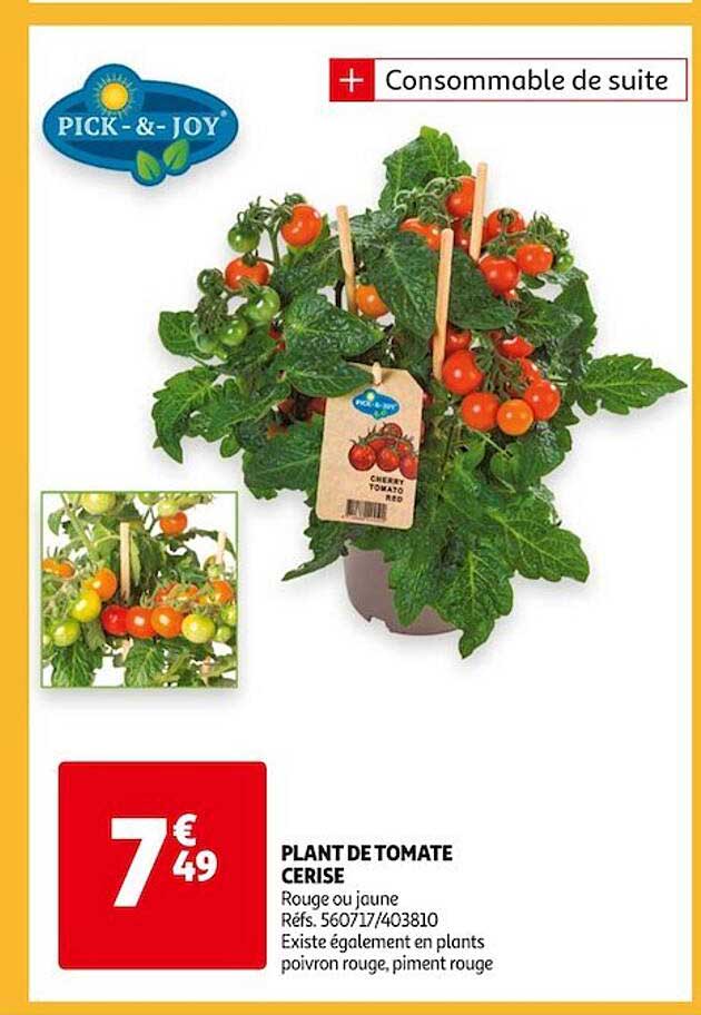 plant de tomate cerise