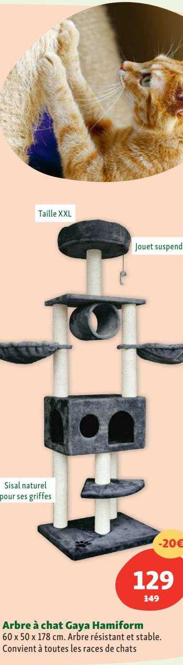 arbre à chat gaya hamiform