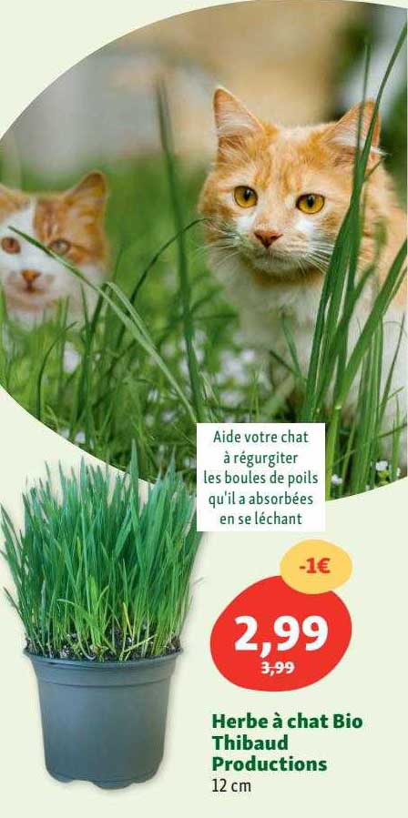 herbe à chat bio thibaud productions