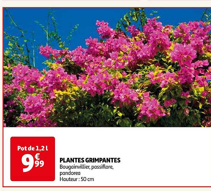 plantes grimpantes