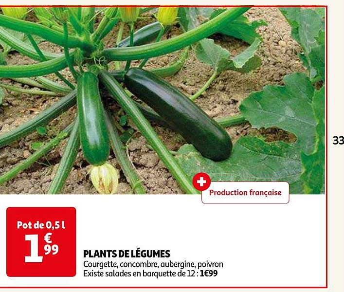 Plants De Légumes