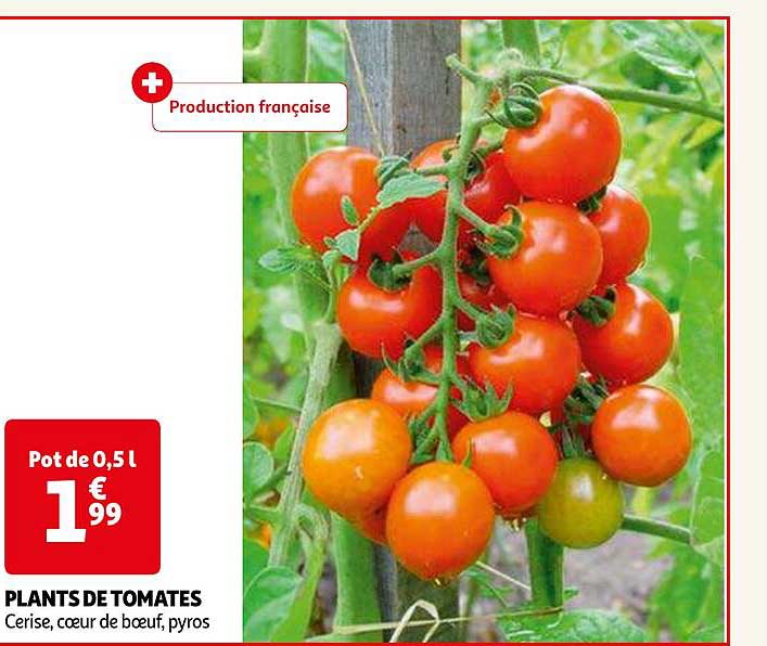 plants de tomates