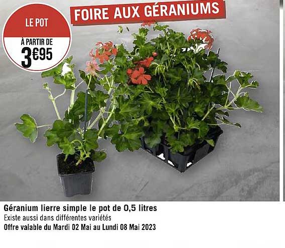 géranium lierre simple le pot de 0,5 litres