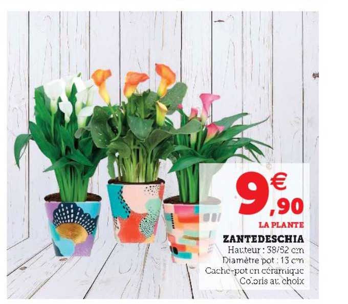 Zantedeschia