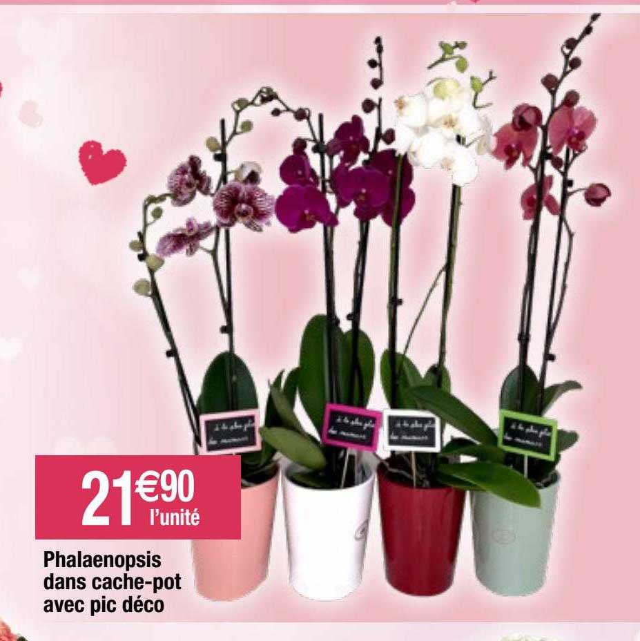phalaenopsis dans cache-pot avec pic déco