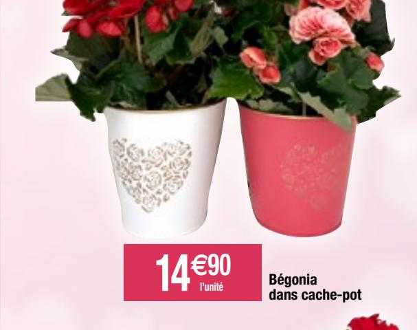 bégonia dans cache-pot