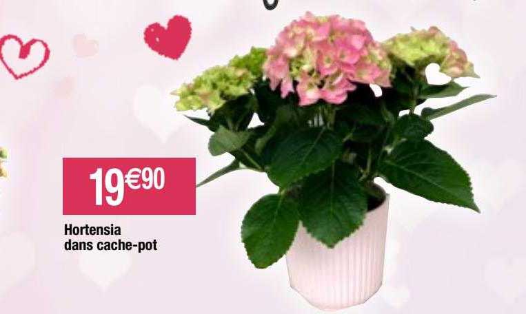 hortensia dans cache-pot