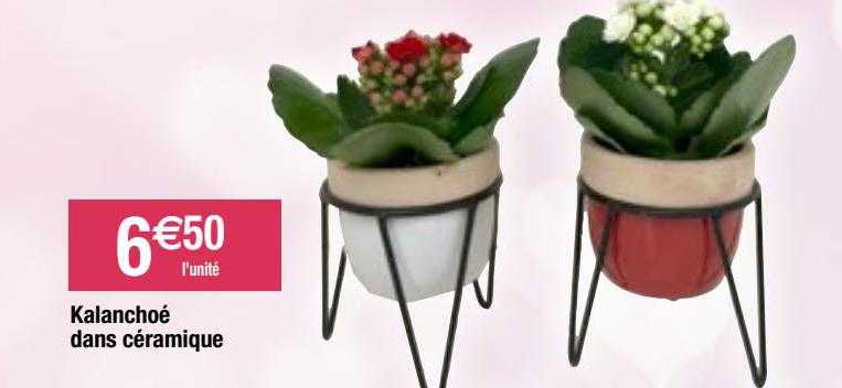 kalanchoé dans céramique