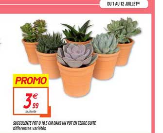 succulente pot 10.5cm dans un pot en terre cuite