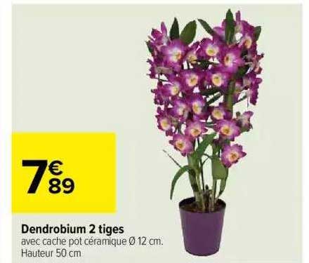 Dendrobium 2 Tiges