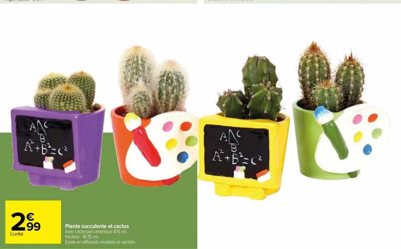 Plante Succulente Et Cactus
