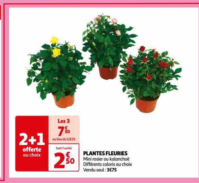 plantes fleuries