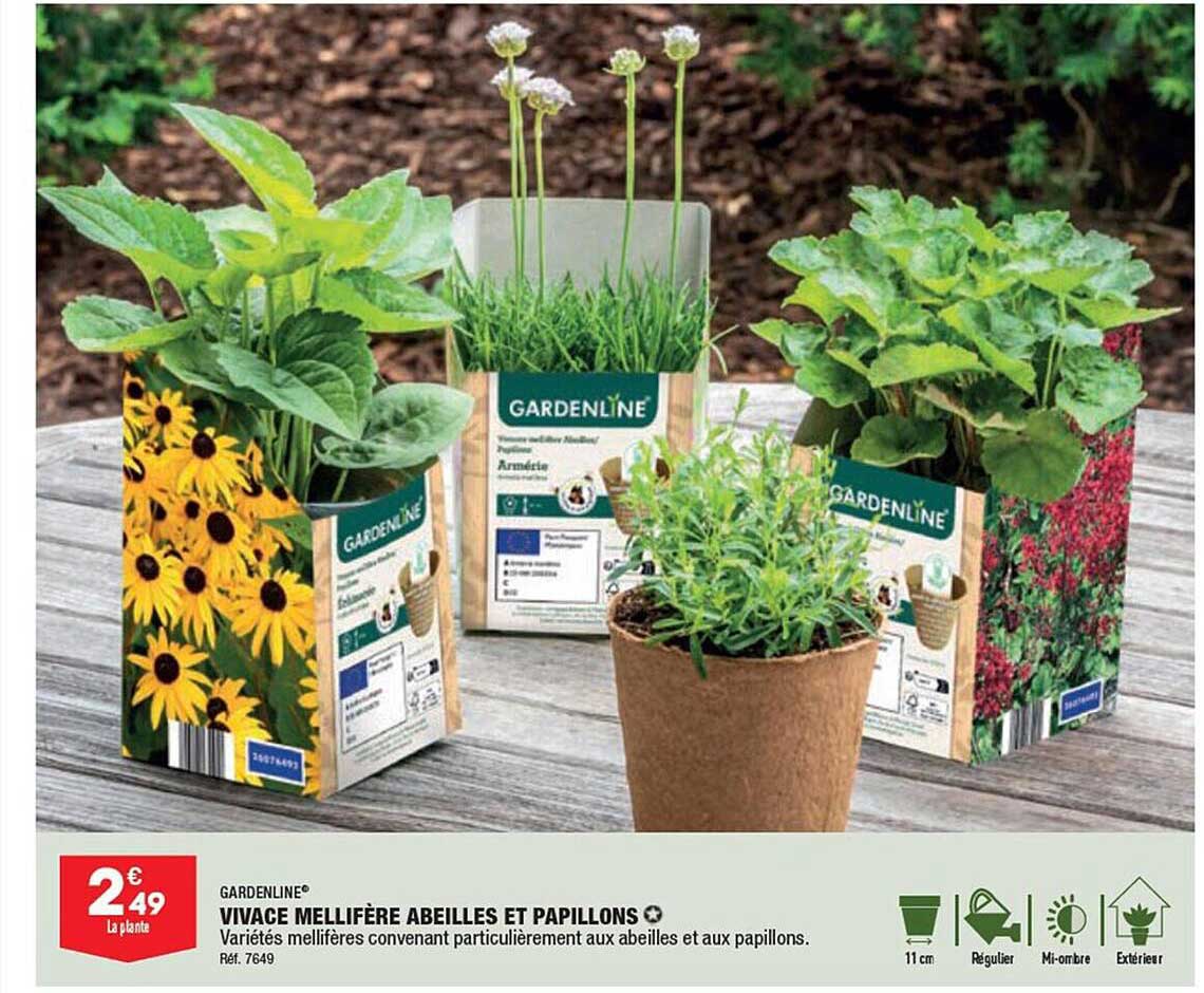 vivace mellifère abeilles et papillons gardenline