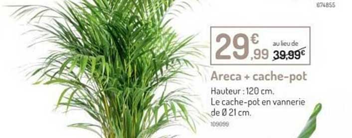 Areca + Cache-pot