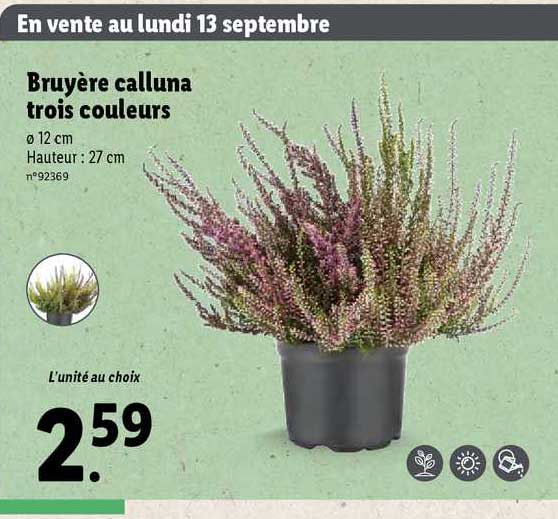 bruyère calluna trois couleurs