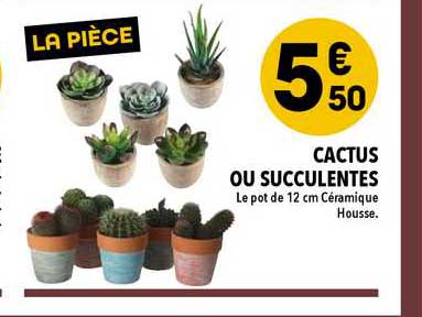 Cactus Ou Succulentes
