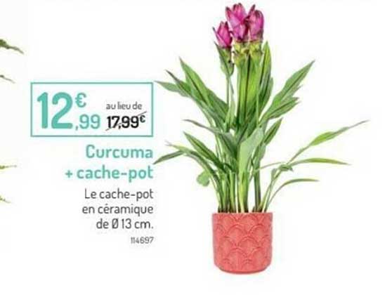 curcuma + cache-pot