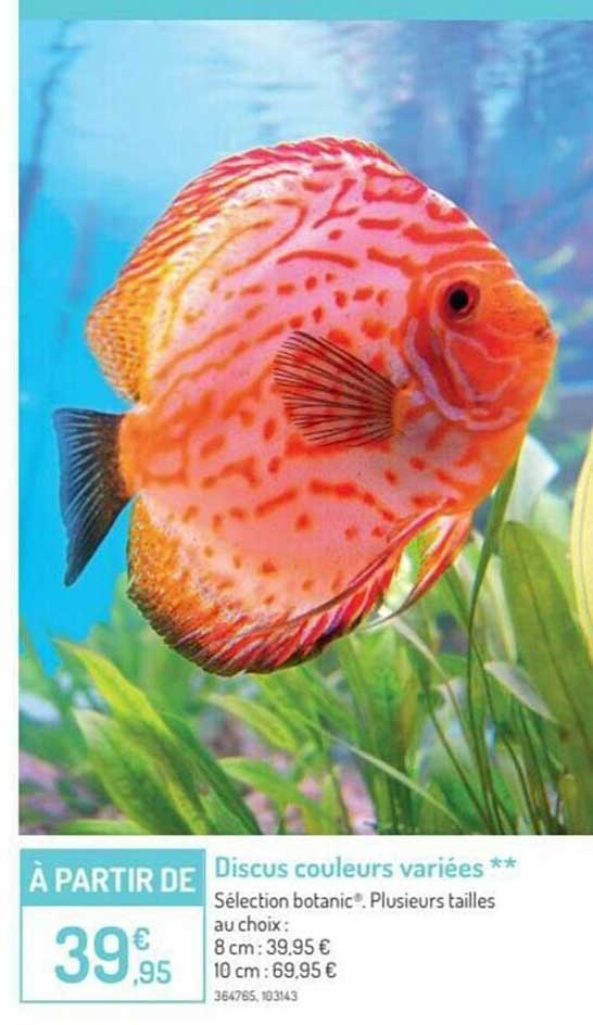 discus couleurs variées
