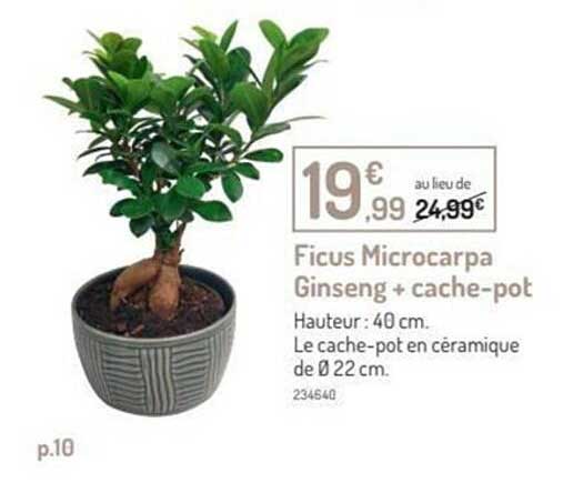 ficus microcarpa ginseng + cache-pot