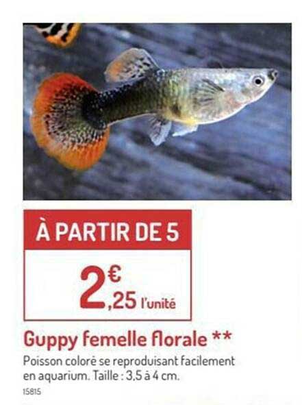 guppy femelle florale