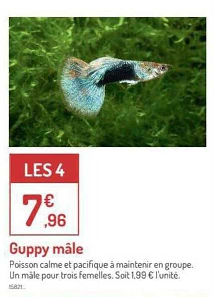 guppy mâle