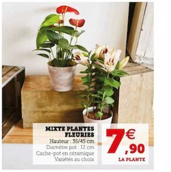 mixte plantes fleuries