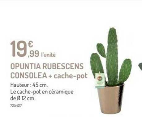 opuntia rubescens consolea + cache-pot
