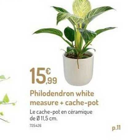 philodendron white measure + cache-pot
