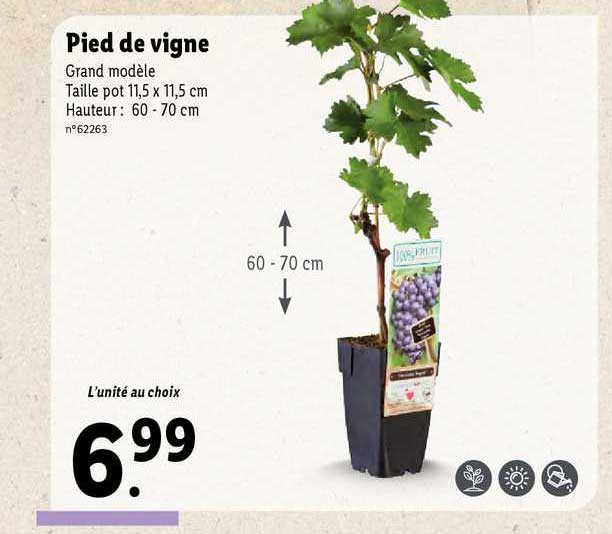 Pied De Vigne