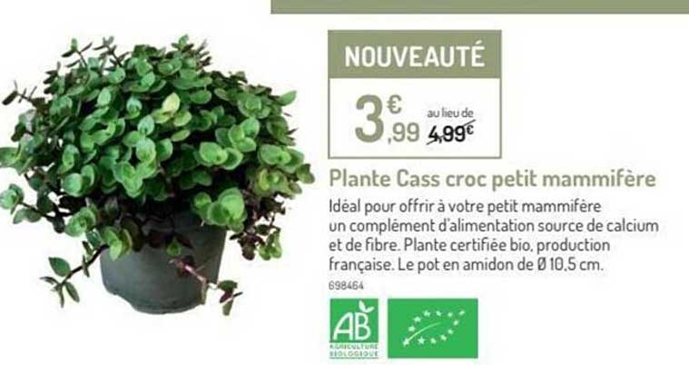 plante cass croc petit mammifère