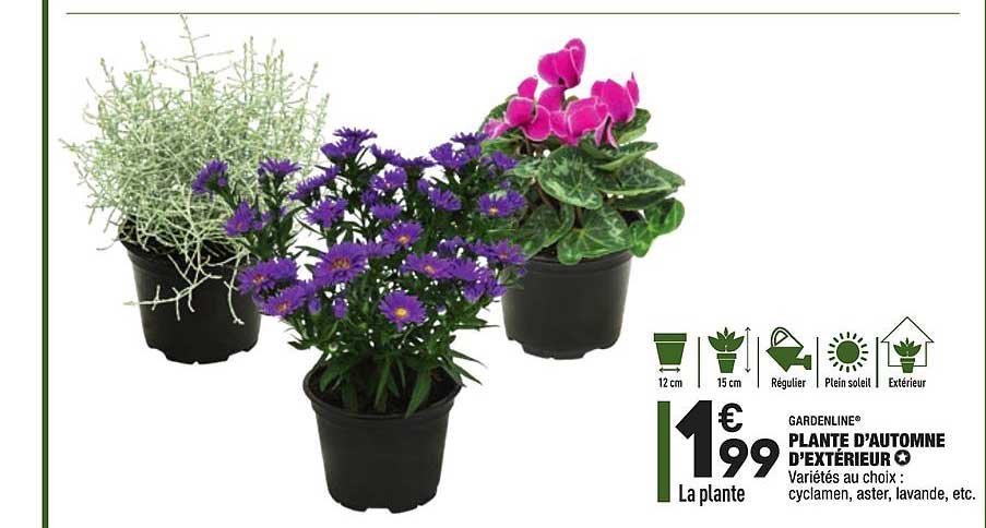 plante d'automne d'extérieur gardenline