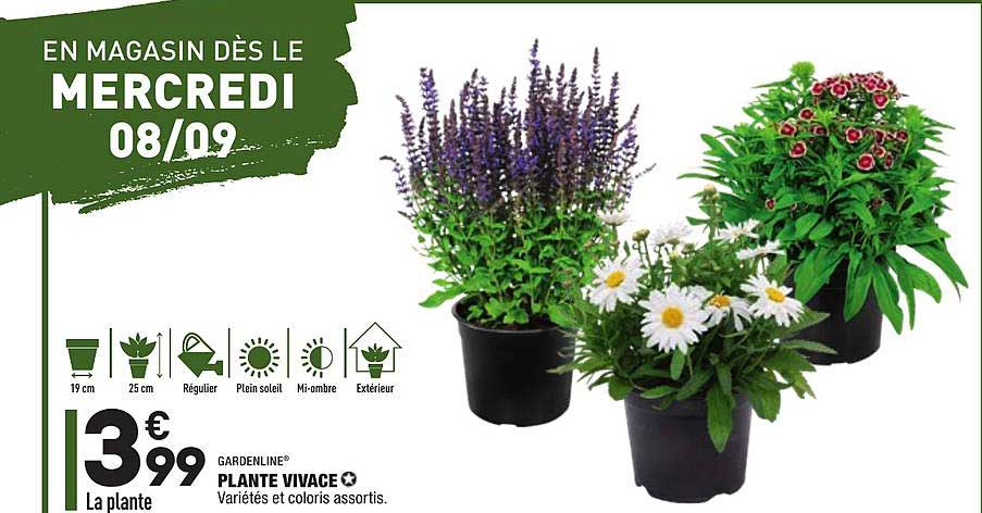 plante vivace gardenline