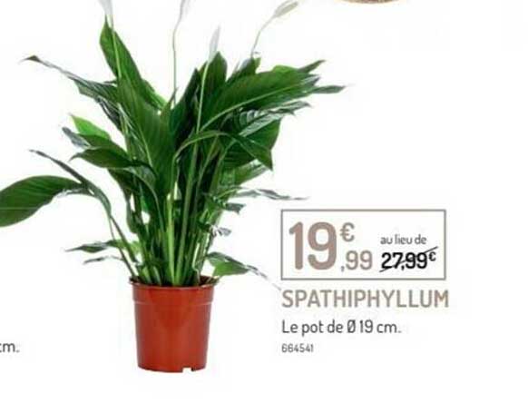 Spathiphyllum