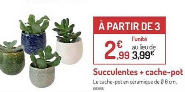 succulentes + cache-pot