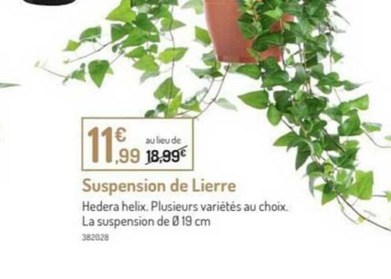 suspension de lierre