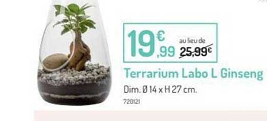 terrarium labo l ginseng