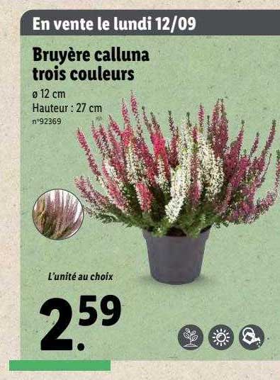 bruyère calluna trois couleurs