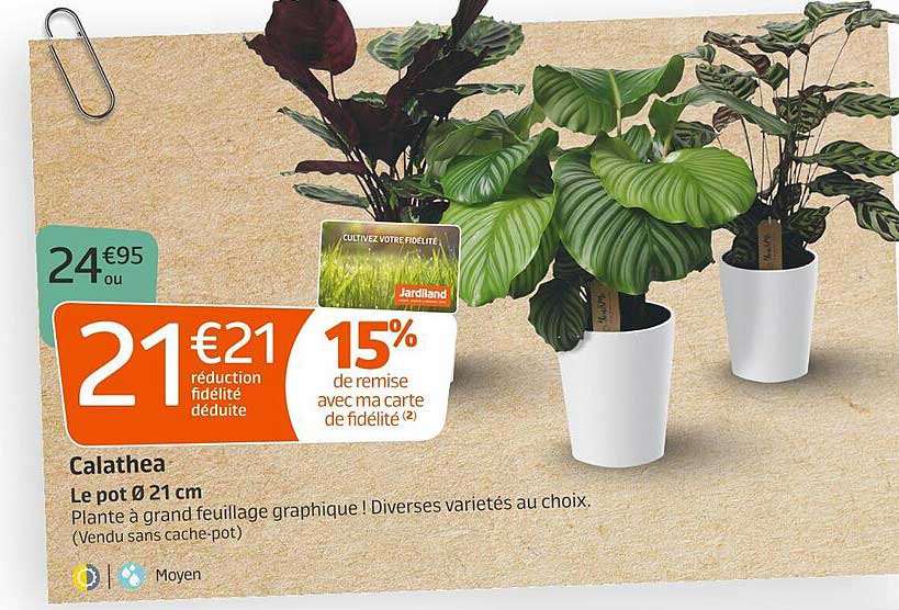 calathea le pot ø 21cm