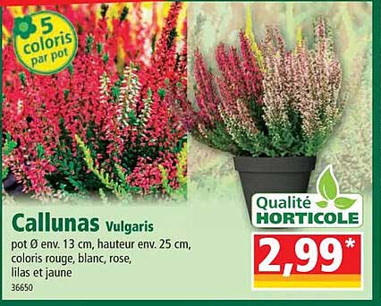 Callunas Vulgaris