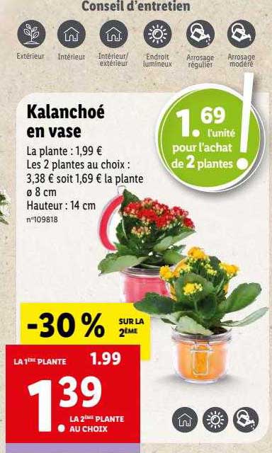 Kalanchoé En Vase
