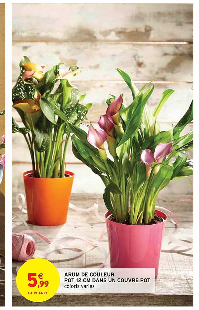 arum de couleur pot 12 cm dans un couvre pot